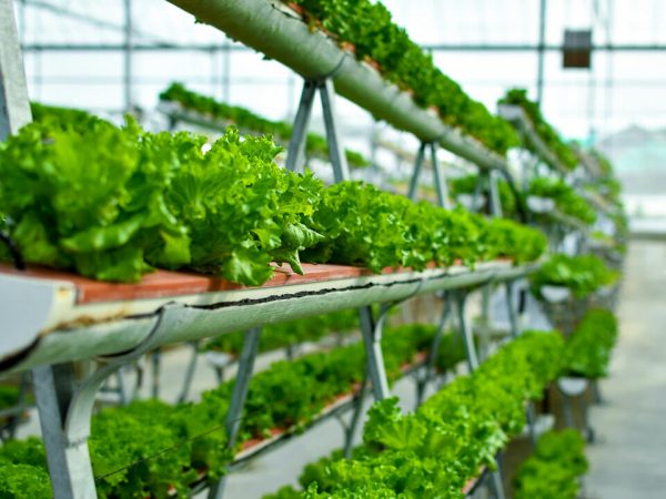 Aeroponics Vs Hydroponics Which Is The Better Method