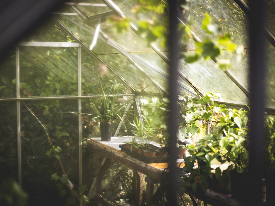 Old, vintage-looking greenhouse with plants inside