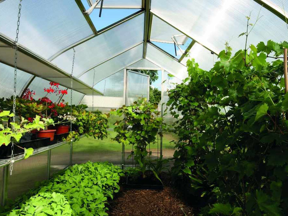 Shelving inside a greenhouse with plenty of plants growing