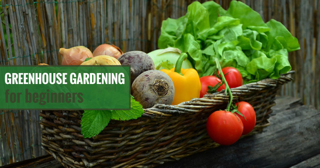 A basket full of vegetables and the text: Greenhouse Gardening For Beginners - Where do I start?