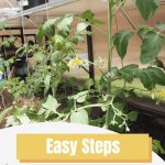 Close up of growing tomato plants braced with string in a garden bed inside of a greenhouse with a graphic at the bottom reading "Easy Steps to Start a Greenhouse Veggie Garden".