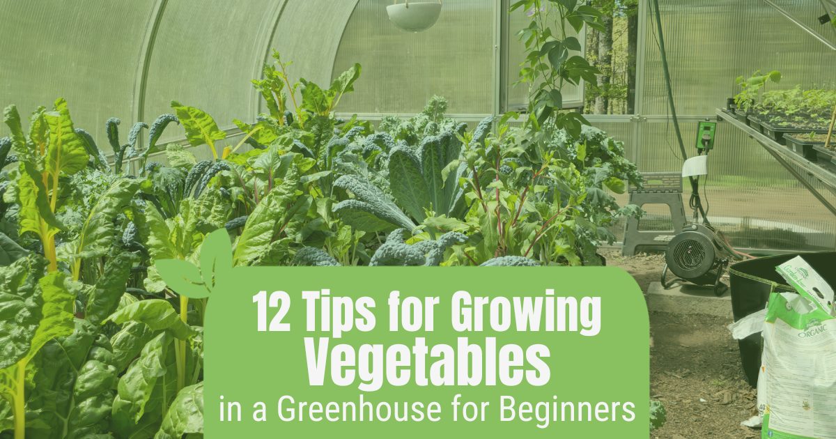 Vegetables growing in a greenhouse with the text: 12 Tips for Growing Vegetables in a Greenhouse for Beginners