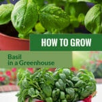 Basil plants with the text: How to grow basil in a greenhouse