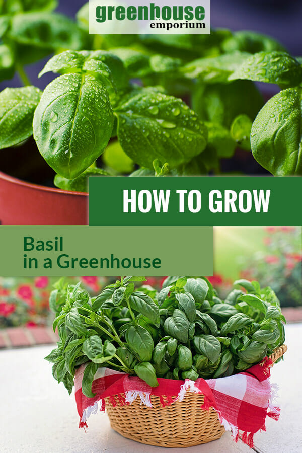 Basil plants with the text: How to grow basil in a greenhouse