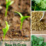 Coriander/Chinese Parsley growing in soil, green leaves of Cilantro, Coriander seeds with text: How to Grow Coriander in a greenhouse