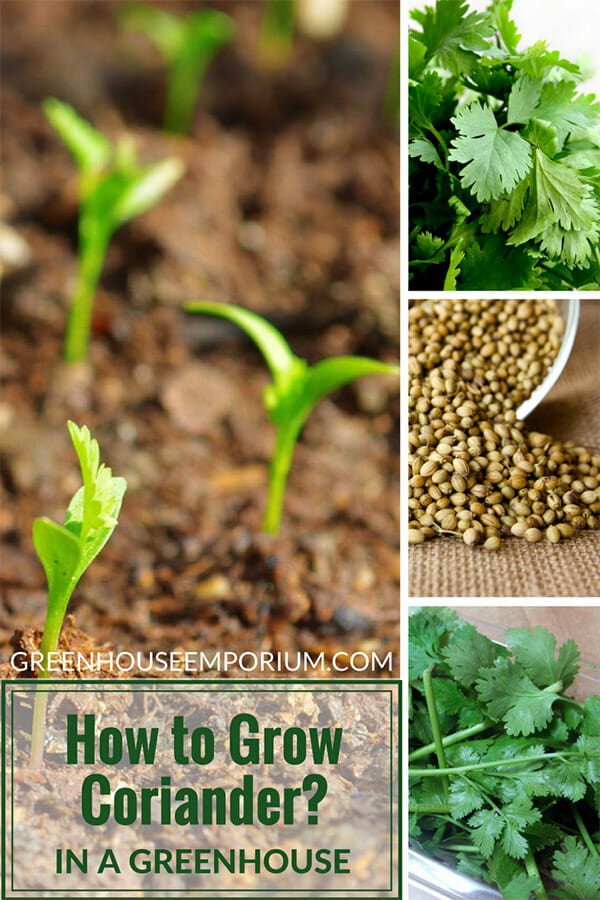 coriander seeds for planting