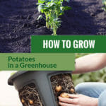 Potatoes successfuly grown in the ground and planters with the text: How to grow potatoes in a greenhouse
