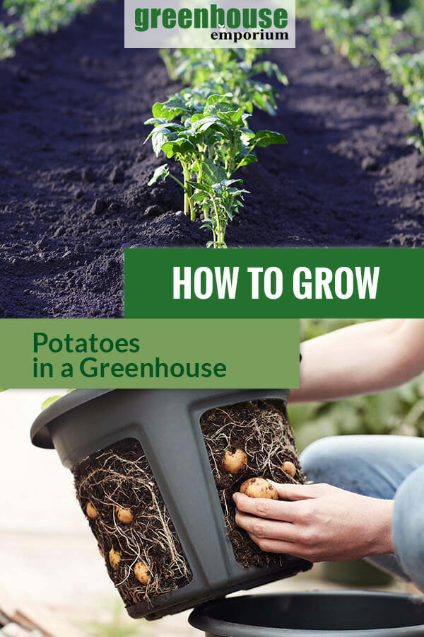 Growing Potatoes in Containers: Complete Beginner's Guide