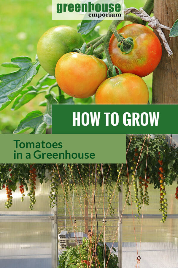 Growing tomatoes inside a greenhouse with the text: How to grow tomatoes in a greenhouse