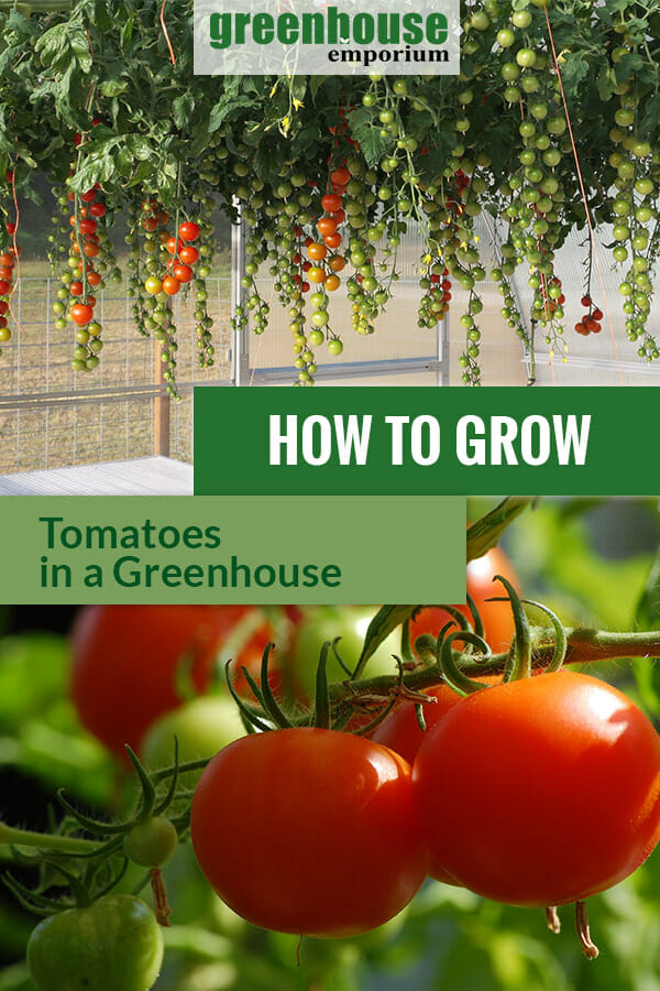 Growing tomatoes inside a greenhouse with the text: How to grow tomatoes in a greenhouse