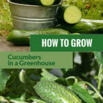 Planted cucumbers and some sliced cucumbers in the bucket with the text: How to grow cucumbers in a greenhouse