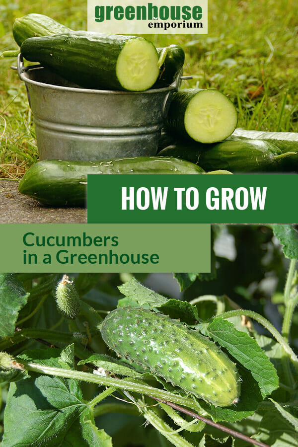 How To Grow Cucumbers In A Greenhouse