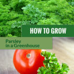 Parsley plant with the text: How to grow parsley in a greenhouse