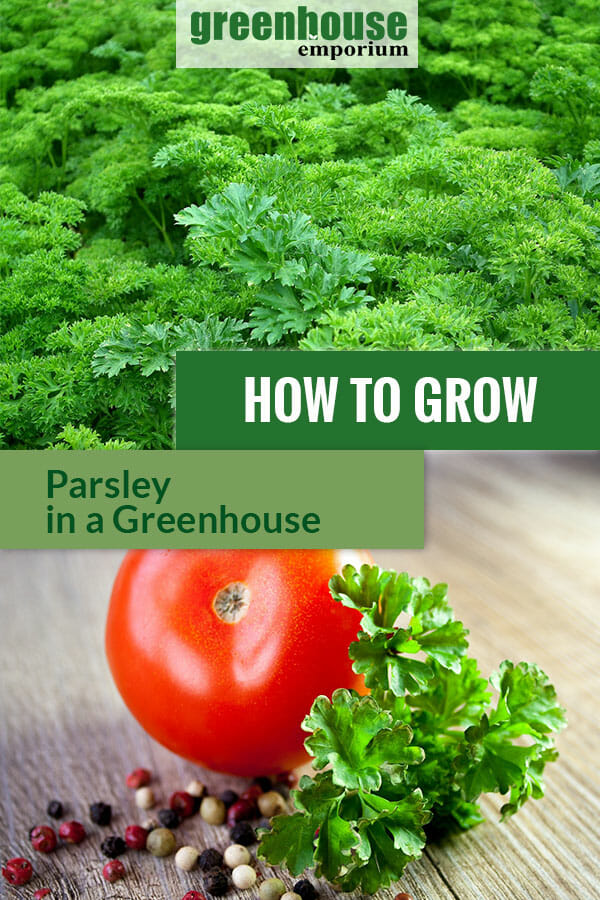 Parsley plant with the text: How to grow parsley in a greenhouse