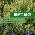 Rosemary plants with the text: How to grow rosemary in a greenhouse