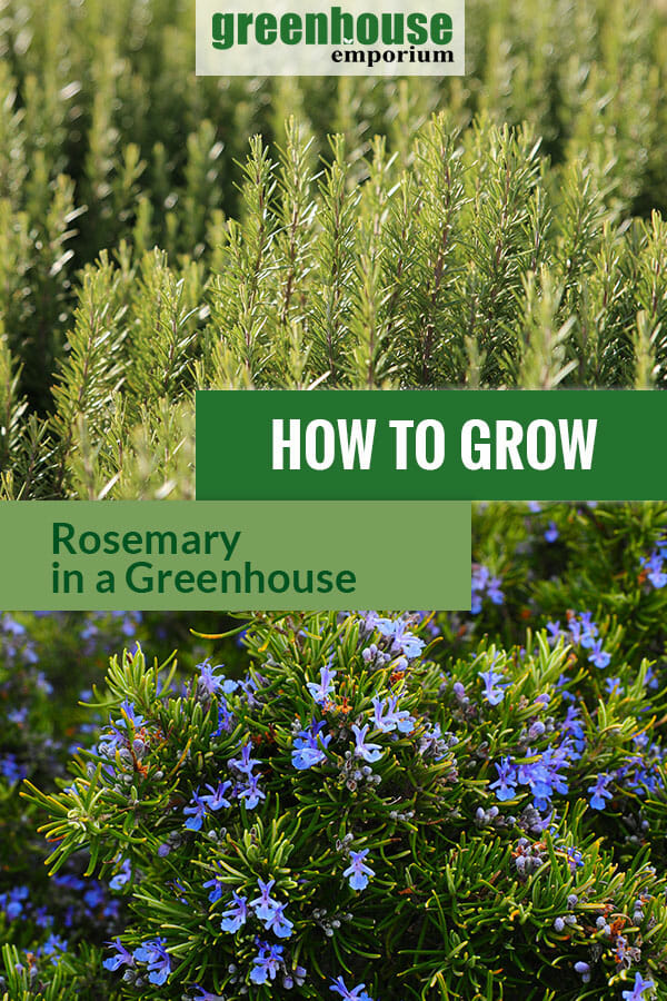 Rosemary plants with the text: How to grow rosemary in a greenhouse