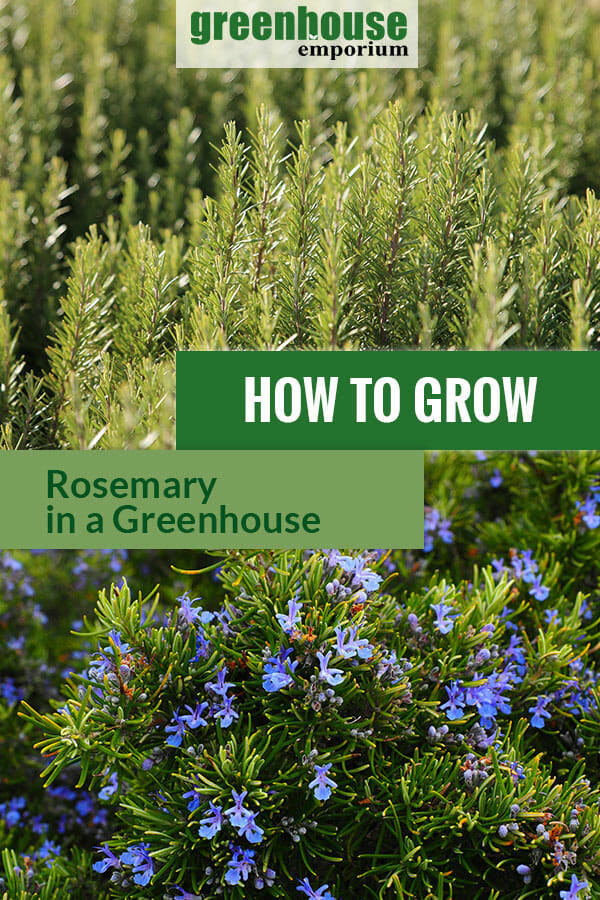 Rosemary Seeds - Gulley Greenhouse