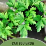 Parsley plant with the text: Can You Grow Parsley In A Greenhouse?