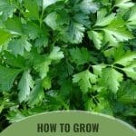 Green parsley bunch with the text: How To Grow Parsley In A Greenhouse
