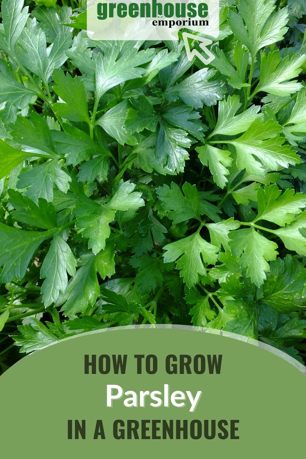 Green parsley bunch with the text: How To Grow Parsley In A Greenhouse