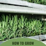 Rosemary plantation with the text: How To Grow Rosemary In A Greenhouse