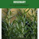Rosemary plant with the text: Can You Grow Rosemary In A Greenhouse?