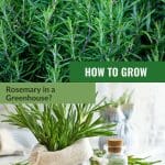 Rosemary plants in the upper image and a bag of rosemary next to a flask of rosemary oil in the lower image, with the text: How To Grow Rosemary In A Greenhouse?