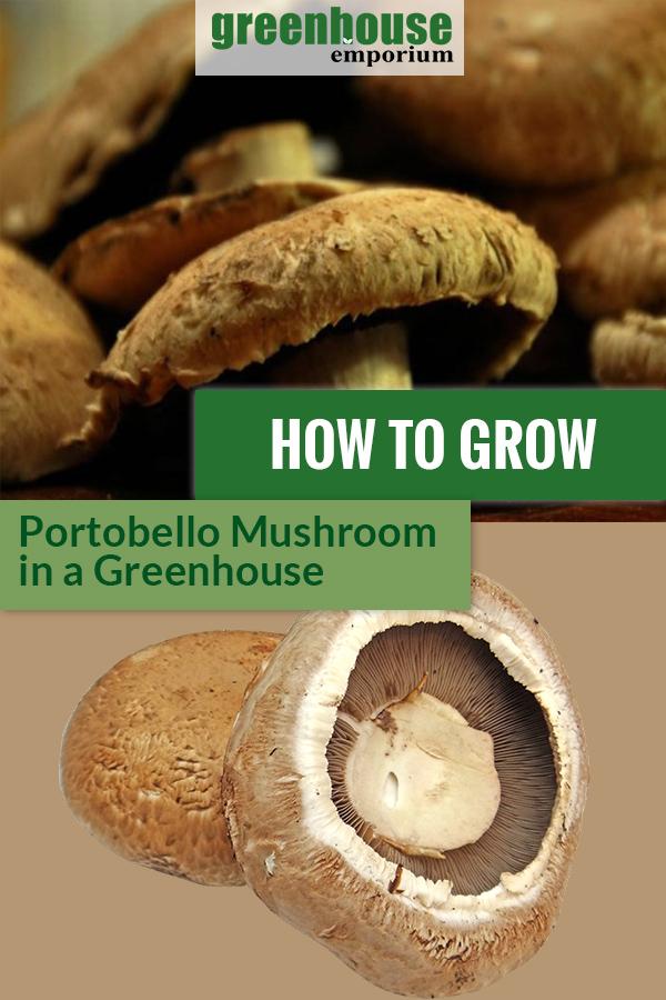 How To Grow Portobello Mushrooms In A Greenhouse