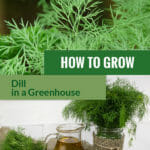Harvested and planted dill with the text: How to grow dill in a greenhouse