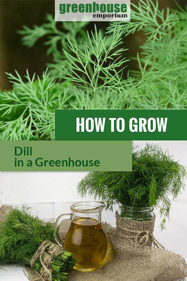 Harvested and planted dill with the text: How to grow dill in a greenhouse