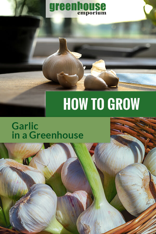 At the top is a garlic bulb and cloves and below are various garlic bulbs with the text in the middle: How to grow garlic in a greenhouse