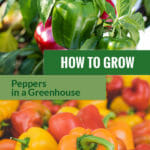 Paprika or pepper plant with the text: How to grow peppers in a greenhouse