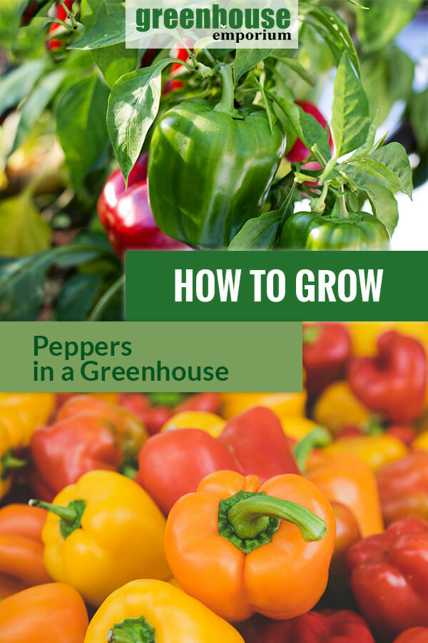 Paprika or pepper plant with the text: How to grow peppers in a greenhouse