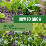 Spinach with the text: How to grow spinach in a greenhouse