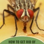 Shore fly with the text: How To get Rid Of Shore Flies In A Greenhouse