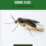 Shore fly with the text: Organic Pest control, Shore Flies In A Greenhouse