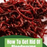Close up of a pile of bloodworms with a graphic at the bottom reading " How to Get Rid of Bloodworms in Your Greenhouse."