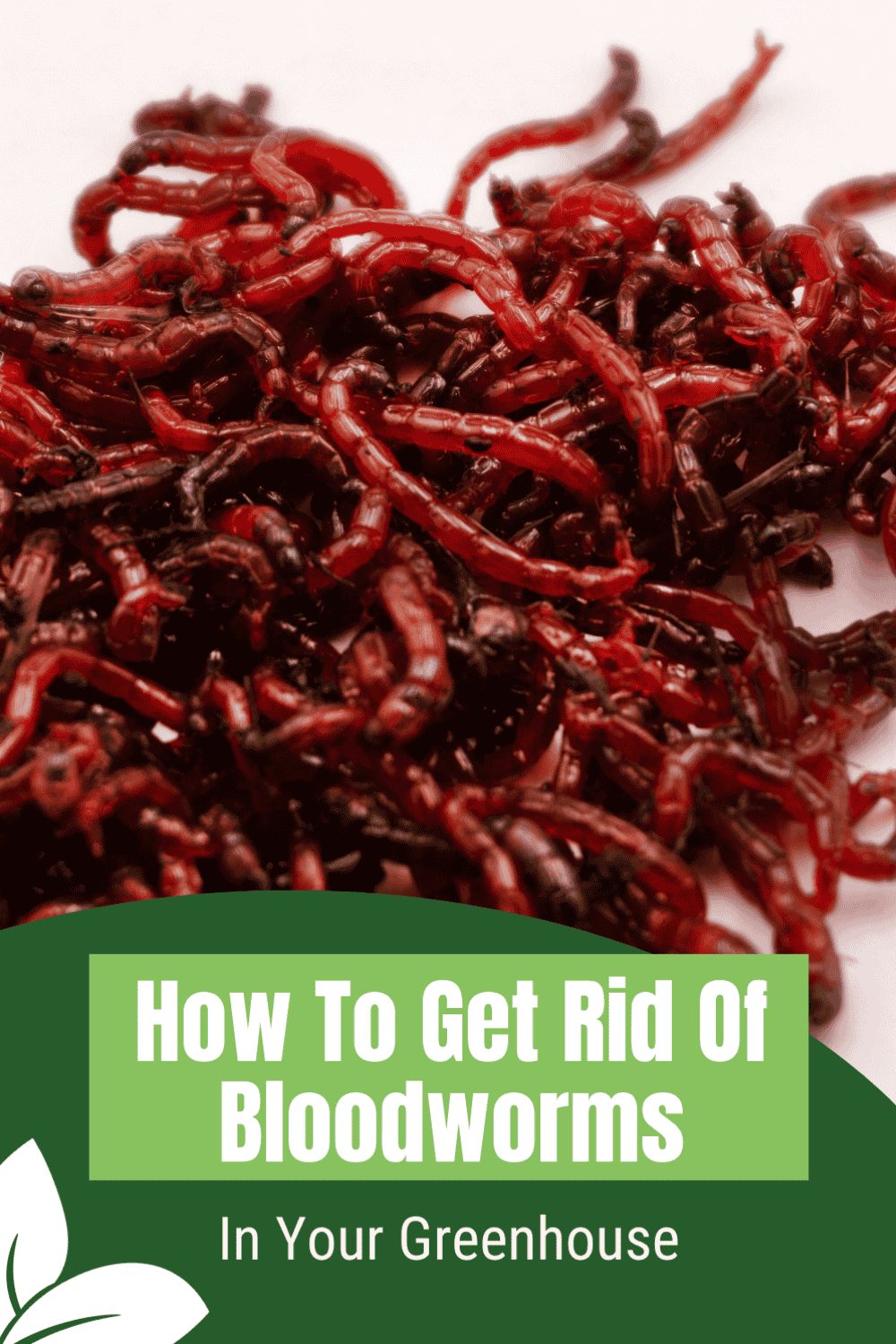 Close up of a pile of bloodworms with a graphic at the bottom reading " How to Get Rid of Bloodworms in Your Greenhouse."