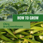 Okra plants and fruits with the text: How to grow okra in a greenhouse