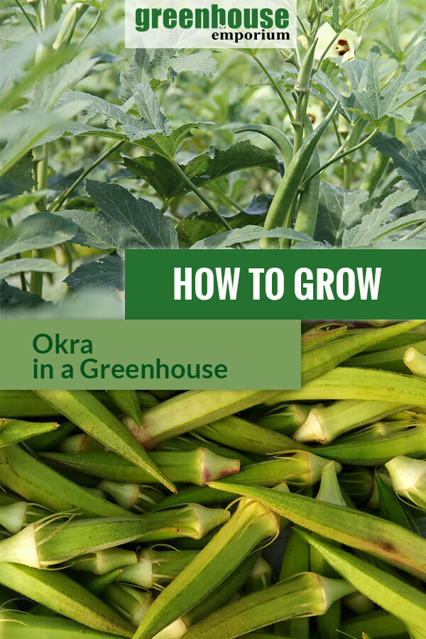 Okra plants and fruits with the text: How to grow okra in a greenhouse