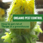 Thrips infestation shown in a plant. The text in the middle says, Organic Pest Control How to Get Rid of Thrips in a Greenhouse