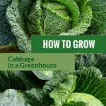 Images of green cabbage with the text: How to grow cabbage in a Greenhouse