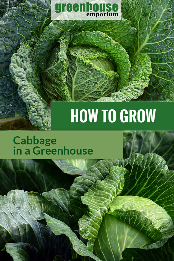 Images of green cabbage with the text: How to grow cabbage in a Greenhouse