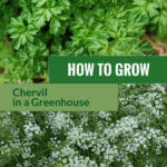 Chervil with dark green leaves and umbel looking flowers with the text: How to grow chervil in a greenhouse