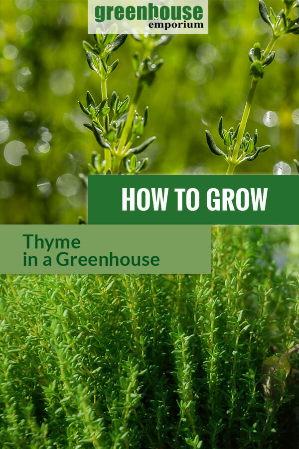 Growing clusters of thyme and close up view with the text: How to grow thyme in a greenhouse