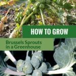 Ready to harvest Brussels sprouts with the text: How to grow Brussels sprouts in a greenhouse