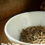 Caraway seeds in a white bowl with the text: How to grow caraway in a greenhouse