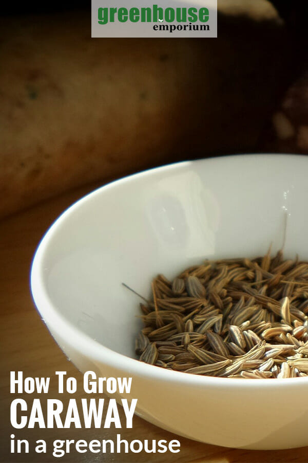 Caraway seeds in a white bowl with the text: How to grow caraway in a greenhouse