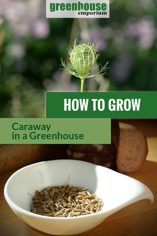 https://greenhouseemporium.com/wp-content/uploads/2017/08/How-to-grow-caraway-pin-2.jpg