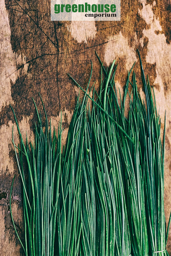 Chives on a wooden surface